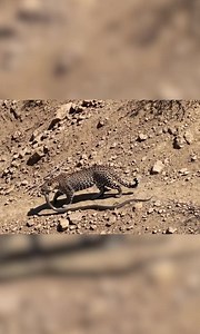 When the Jaguar Finds a Python | Wildlife Scavenger Moment #reels #viral #video #foryou | Viral Wild Animals