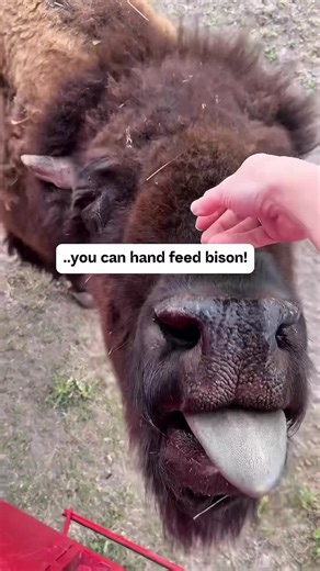 🦬 Did you know you can hand-feed bison from a train in Wyoming? At Terry Bison Ranch in Cheyenne (just 2 hours north from Denver), you can hop on their custom-built train, buy feed before boarding, and get face-to-face with these massive animals. 📍 Location: Cheyenne, Wyoming (right on the Wyoming–Colorado border) 🚂 Experience: Ride a train through the ranch feed bison by hand ⏰ Open daily: 9 AM – 6 PM 🕒 Train times: 9:00, 10:30, 12:00, 1:30, 3:00, 4:30, 6:00 💵 Prices: Adults $20 | Ages 4–1