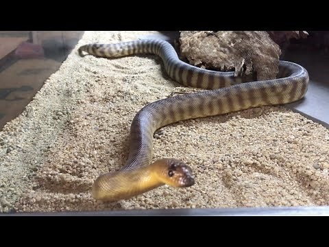 Setting up my WOMA Python Enclosure