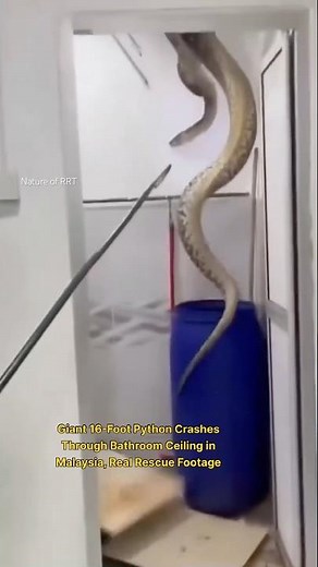 Giant 16-Foot Python Crashes Through Bathroom Ceiling in Malaysia — Real Rescue Footage!
