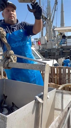 Sablefish aka Black Cod #commercialfishing #fishing #shorts