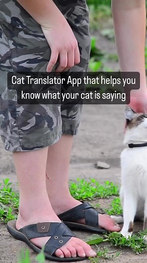 Cat Translator & Meowtalk on TikTok
