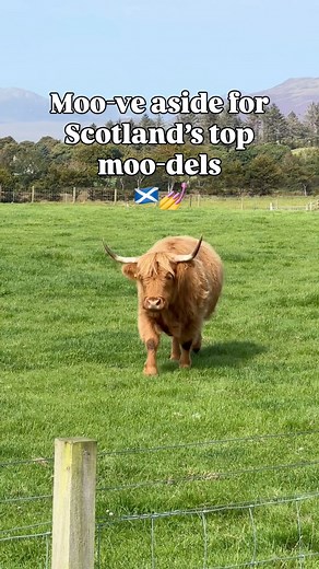 Moo-ve aside, Scotland’s top moo-dels are here and they’re udderly fabulous! 💅✨ Happy #Coosday Tuesday! 🐮🧡 | VisitScotland