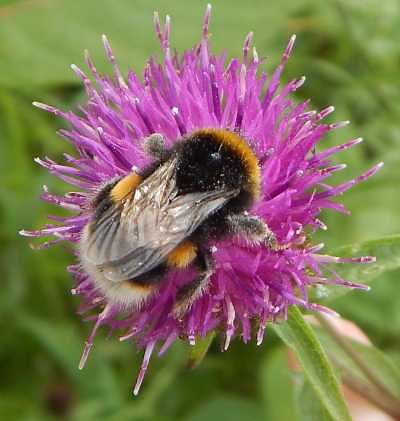 The Bumble Bee Life Cycle - A Description, Photos And Video