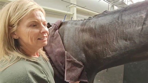 11K views · 158 reactions | MUSCLE MOUNTAIN certainly stamped his class all over the field in the Group 1 FRED SHAW MEMORIAL NZ TROTTING CHAMPIONSHIP. | Harness Racing Unhinged | Facebook