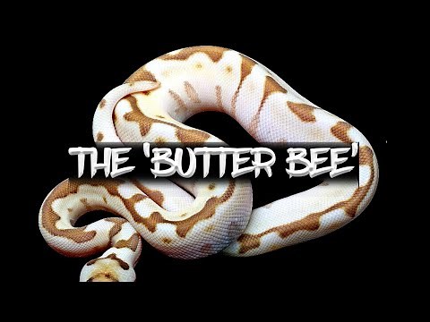 The Amazing 'Butter Bee' Ball Python!