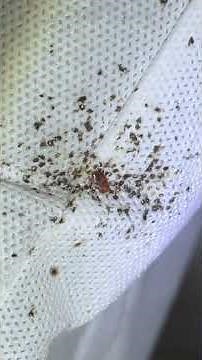 Bed Bug Nesting