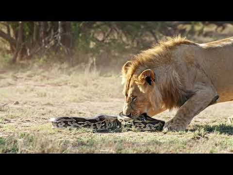 Lion vs. Python: Rare Predator Battle Caught on Camera! 🦁🐍