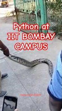 Python found at IIT BOMBAY CAMPUS INSIDE THE HOSTEL. #snake #iitbombay