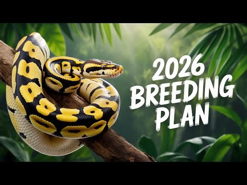 2026 Ball Python Plans: Genetics, Morphs & What's Coming