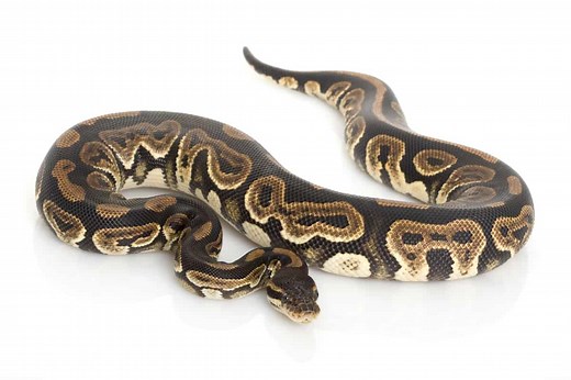 Black Pastel Ball Python