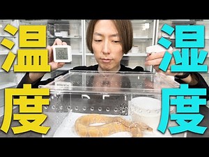 Understanding Ball Python Temperature Management, Explained Without the Fluff｜Ball Python Breeding