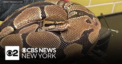 1 python recovered, 2 still missing in Forest Park, Queens