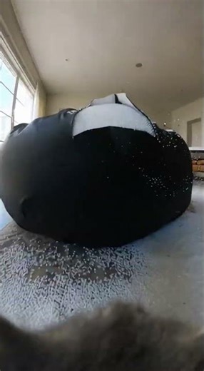 Kitty vs the exploding bag #cat #funnycat #catvideo #kitty #bagchaos