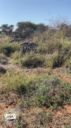 2.3M views · 19K reactions | Big Python Basking Pythons will often bask in the early morning sun. The Southern African Python (Python natalensis) is the largest snake in southern Africa with females reaching around 5.5m (18 foot). Watch more snake videos online here: https://www.youtube.com/@africansnakebiteinstitute/shorts #africa #snakes #python #wildlife #reelschallenge #reptiles #africanwildlife #animals #wild #africansnakebiteinstitute | African Snakebite Institute | Facebook