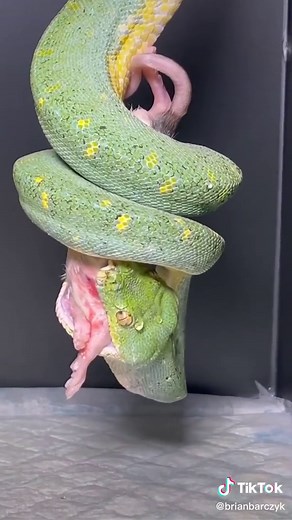 Green Tree Python Feeding Behavior