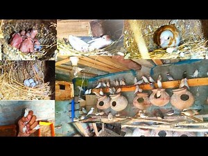 Java Finch & Zebra Finch Breeding Progress | Eggs to Baby Birds | April Breeding Update