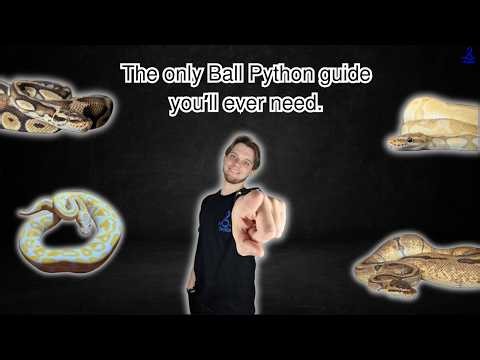 The only Ball Python Guide you'll ever need. Period.