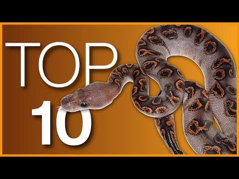 These Ball Pythons Went VIRAL?!