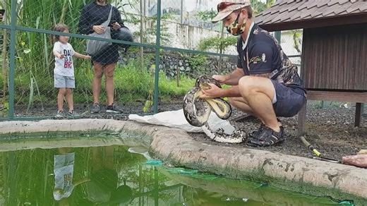 Large python attempts to prey on domestic duck