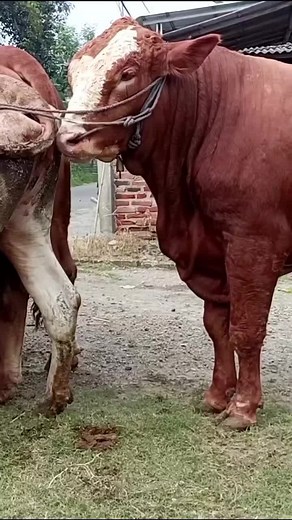 Cow Mating and Breeding: A Natural Farming Process