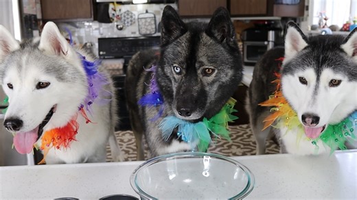 12K views · 529 reactions | It's time to make a dog birthday cake for Eleanor who is turning 2 years old! | Gone to the Snow Dogs | Facebook