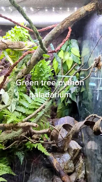 Enclosure Design for Inari: Green Tree Python