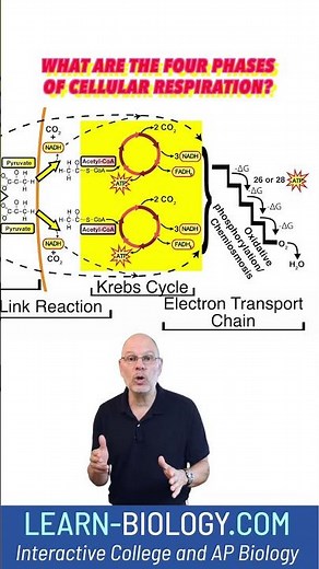 What are the four phases of cellular respiration? #cellularrespiration #stem #apbiology