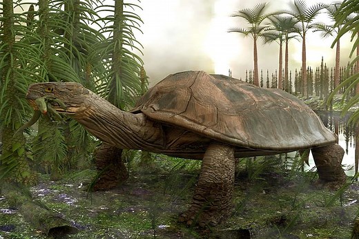 The Slow, Slow, Slow Story of Turtle Evolution