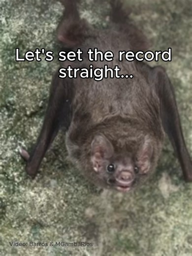 Everything you know about vampire bats is a lie! Okay, well they do drink blood, but who hasn’t? Let’s look at their good qualities. 🩸 cute 🩸 great friends 🩸 wonderful mothers 🩸 regurgitate blood for each other Unfortunately, fear of vampire bats is killing all bats across Brazil. Help us turn fear into facts. Share and donate today. | Bat Conservation International