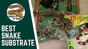 Best Substrate for Ball Pythons- 5 Options, 1 to Avoid