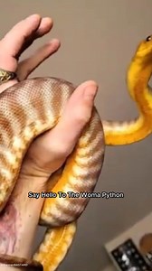 Woma Python : One of the Most Beautiful Snakes in the World #womapython #reptiles #animalworld | Animal World