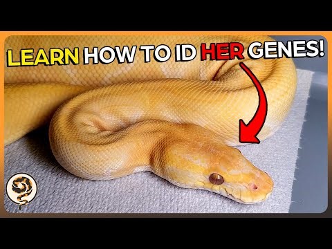 You need to Learn how to Identify Ball Python Morphs - This is how!