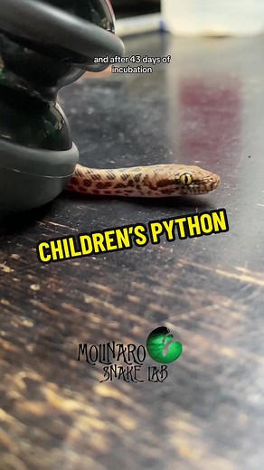 Children’s pythons are amazing snakes! This species is native to Australia and only grow to be aproximaey 3 feet long. They typically have a laid back personality and are reluctant to bite. Definitely a great option for new snake keepers or anyone that wants a fun species thats easy to keep! But they are great escape artists! So be sure to have a escape proof enclosure! #molinarosnakelab #snakes #pets #eggs #reticulatedpython #tiktokhalloween #childrenspython #ballpython #royalpython #pythonregi
