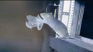 Wait, what? A RAT caught and ate a BAT? And there's video! What does it portend?