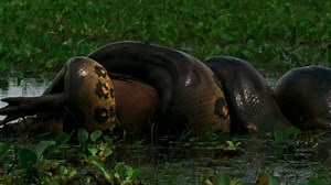 Watch First-Ever Video of Python Swallowing Hyena