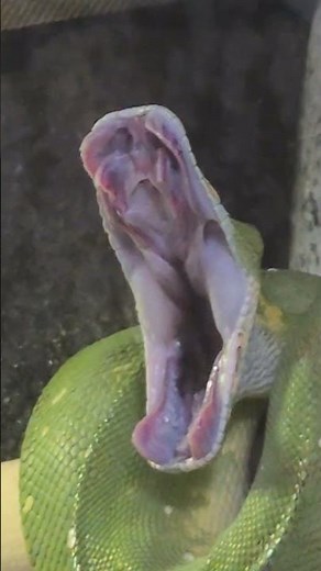 green tree python yawning