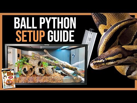 Ball Python Setup!