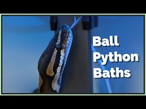 Should you bathe/soak your Ball Python?