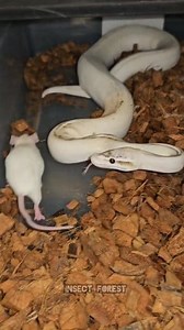 White python caught a big rat #python #rat #feeding #snake #mouse #mice #insects | Insect Forest