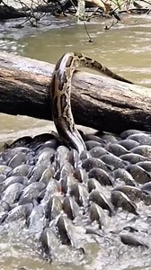 Python VS Mouse VS Piranha 👀 #snake #mouse #fish #river | Dans Riquelme
