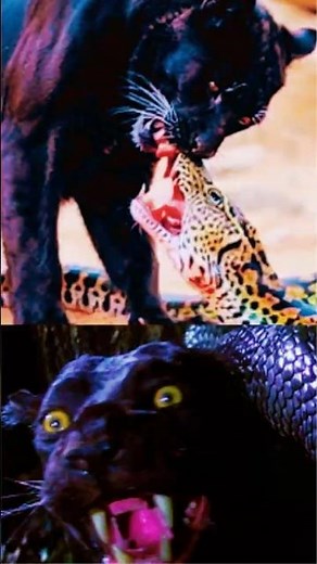 What Happens When a Black Panther Meets a Python? #animals #wildlife #python