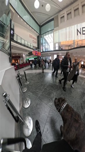 Discover the Cane Corso: Trustworthy Giant Dog