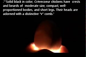 24K views · 934 reactions | We're on Hatch Watch this week with the critically endangered Crevecoeur egglets!! This is the Baby Daddy who works with our friends at The Livestock Conservancy who are trying to preserve his breed's genes from extinction. Learn more about the breed in this video and see the embryos inside the shell as we await their arrival in the next few days! | The Chicken Chick | Facebook