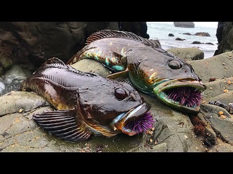 TIDEPOOL Fishing: Catch, COOK, and EAT on the rocks!! ***Low Tide Adventure***