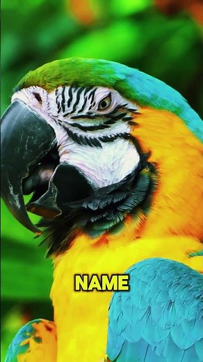 Do Parrots Really Understand Words? 🦜 Talking Parrots Explained | Animal Intelligence Facts