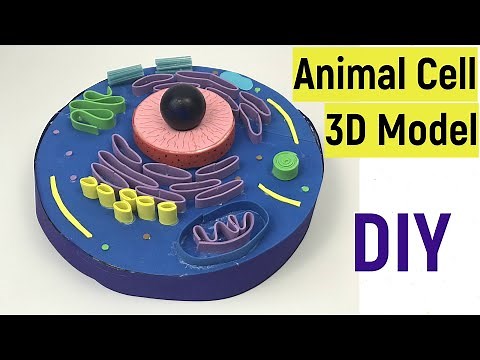 Animal cell 3d model | Animal cell model for science projects | DIY | #diyasfunplay | Cell model