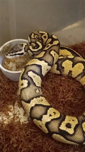 Firefly Orange Dream Chocolate 🐍 | Off-Feed Update & Behavior Check