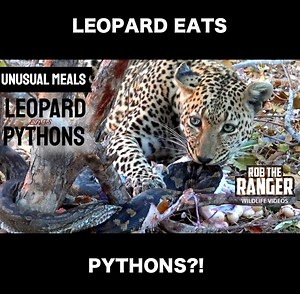 893K views · 5.8K reactions | Torchwood male leopard caught a pair of Southern African pythons and ate them! | Rob The Ranger Wildlife Videos | Facebook