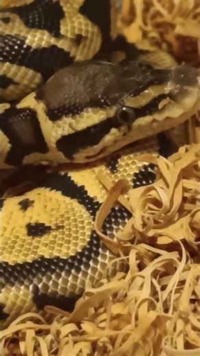 Fire Orange Dream Chocolate Ball Python Refuses to Eat | Feeding Update
